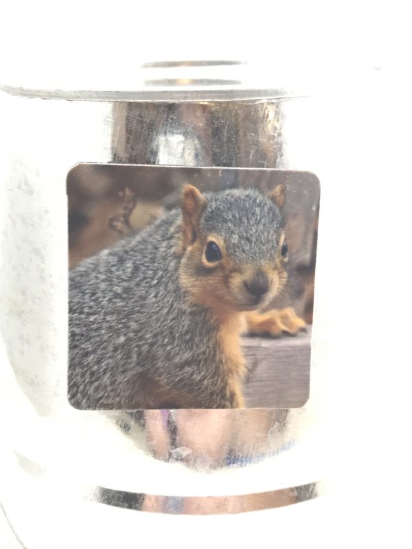 Squirrel Magnet